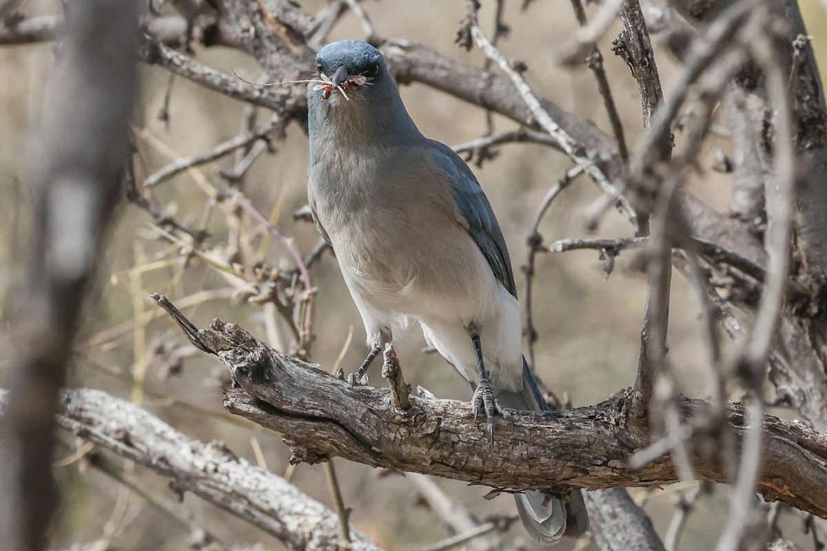 Mexican Jay - ML615828036