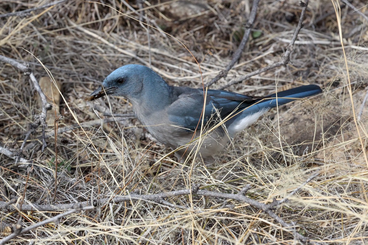 Mexican Jay - ML615828037