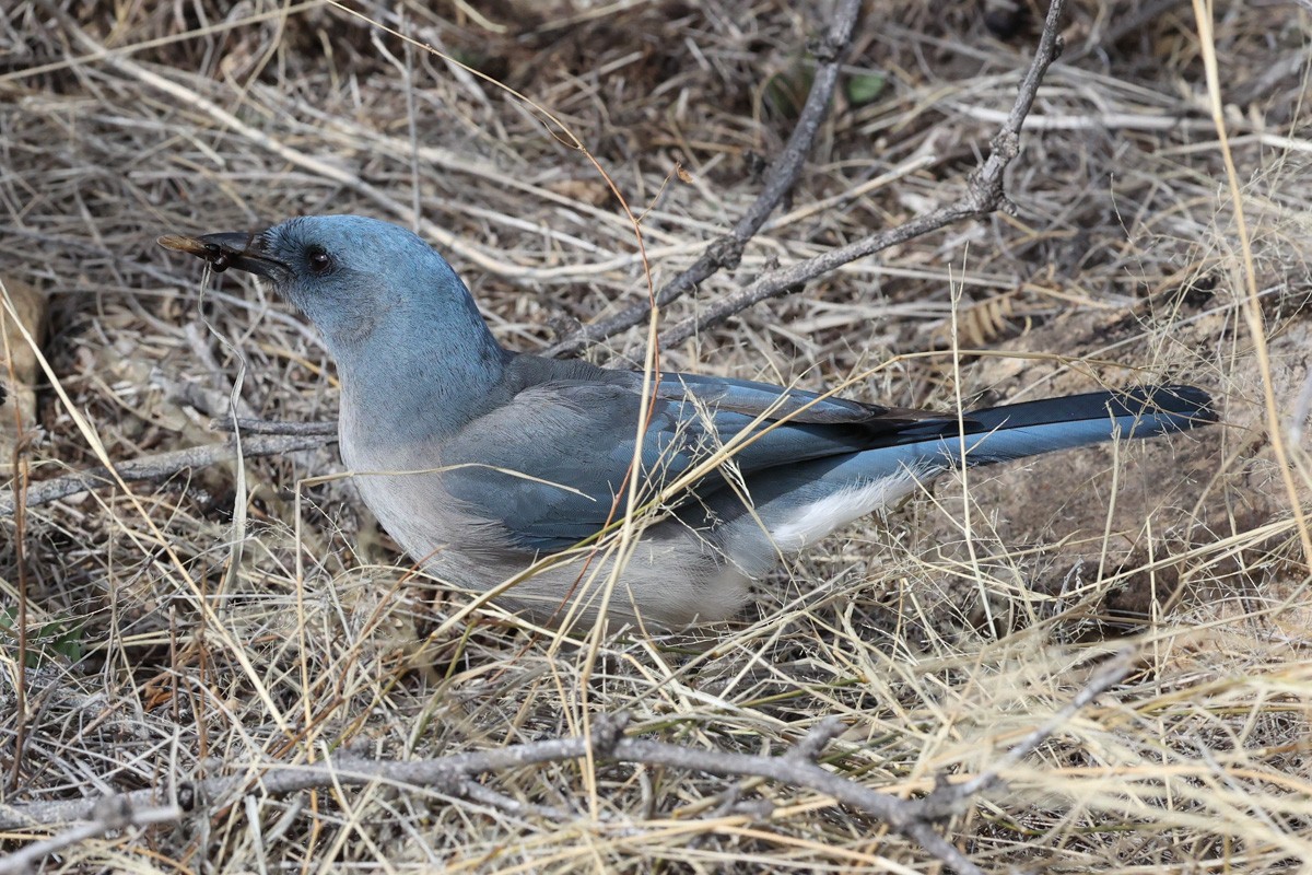 Mexican Jay - ML615828038