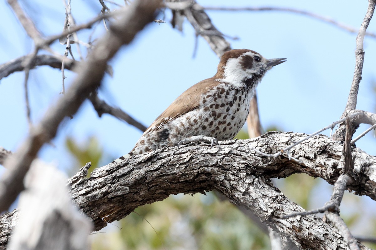 Arizona Woodpecker - ML615828045