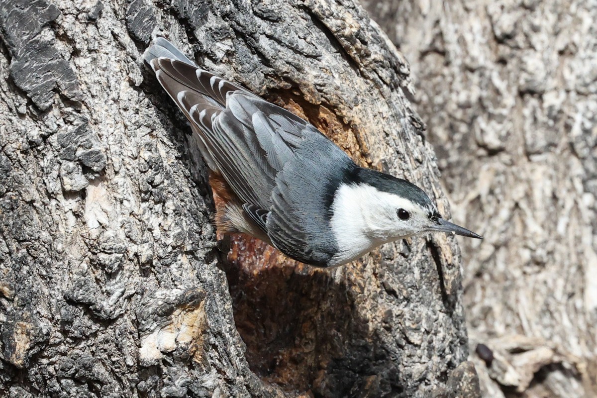 White-breasted Nuthatch - ML615828062