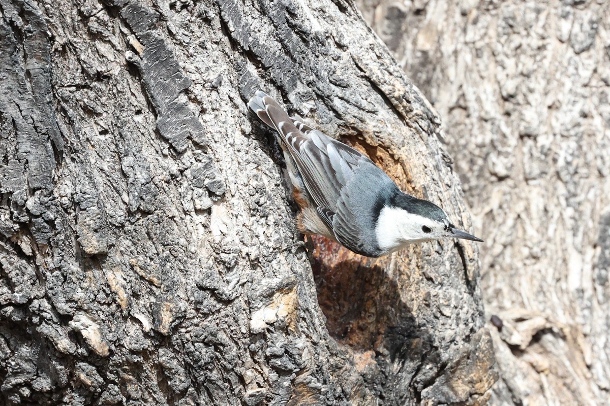 White-breasted Nuthatch - ML615828063