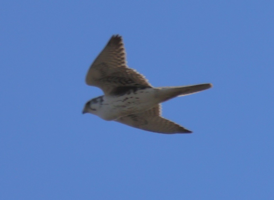 Prairie Falcon - Gretchen Framel