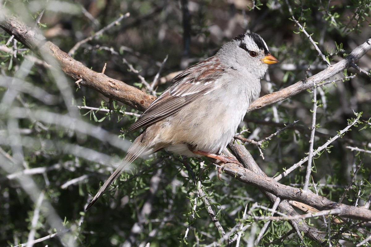 White-crowned Sparrow - ML615828237