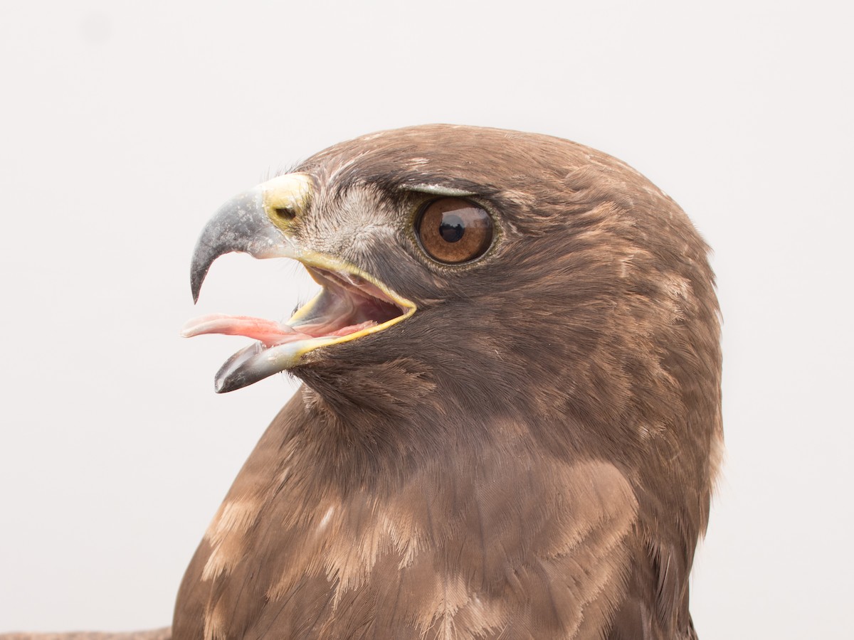 Red-tailed Hawk - ML615828336