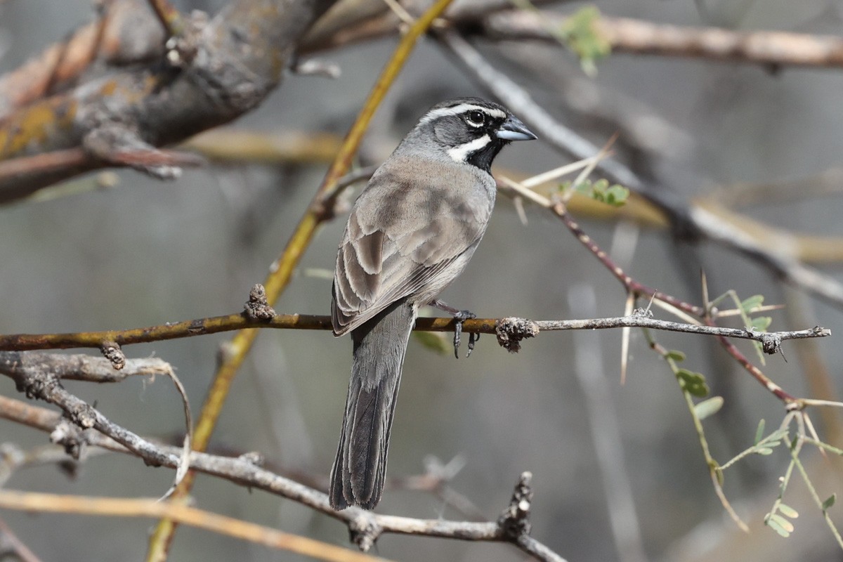 Black-throated Sparrow - ML615828371