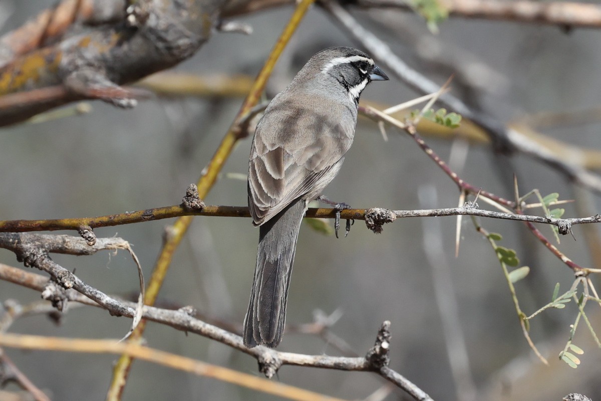 Black-throated Sparrow - ML615828372
