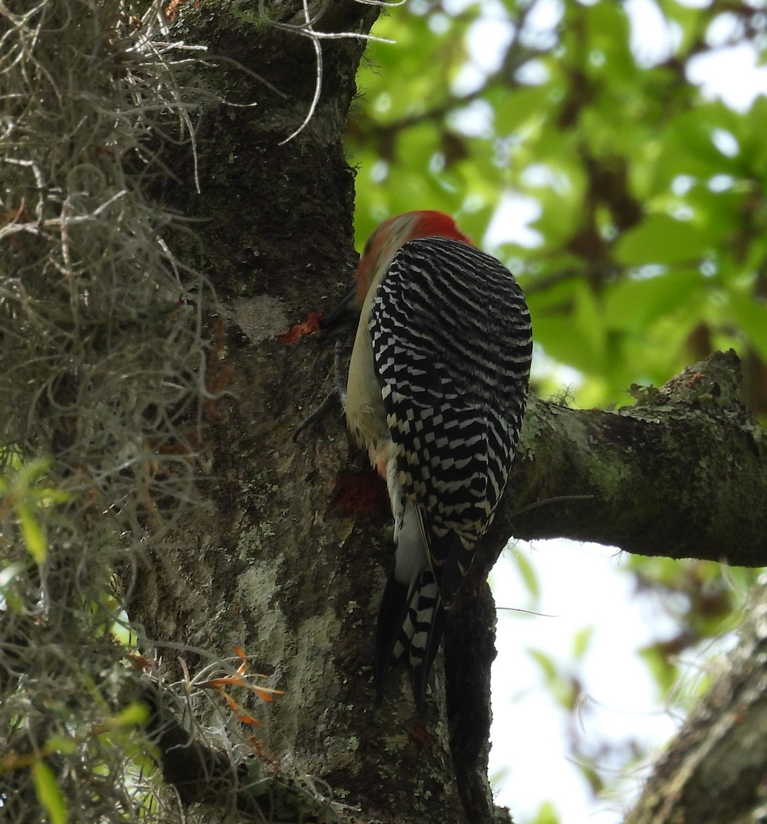 Red-bellied Woodpecker - ML615828456