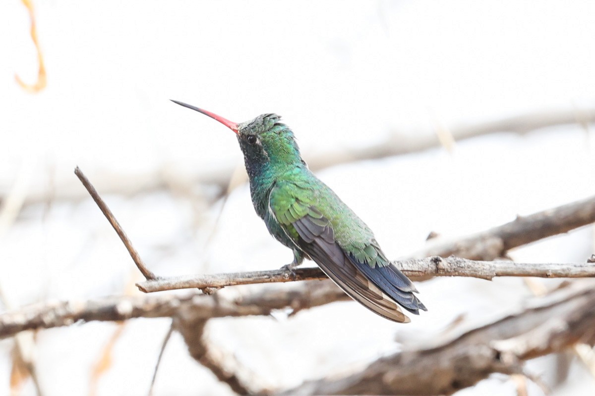 Broad-billed Hummingbird - Warren Bielenberg