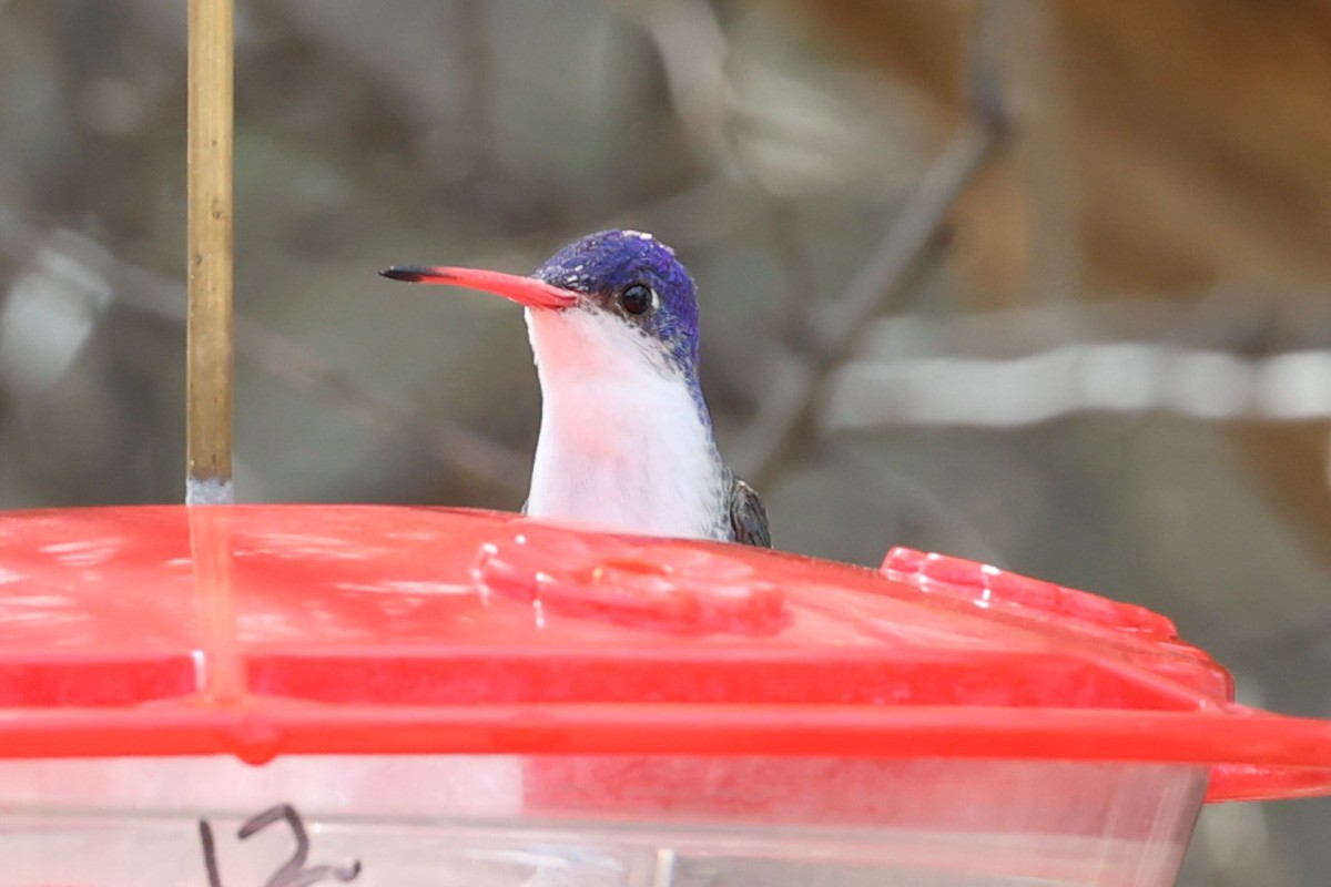 Violet-crowned Hummingbird - ML615828564
