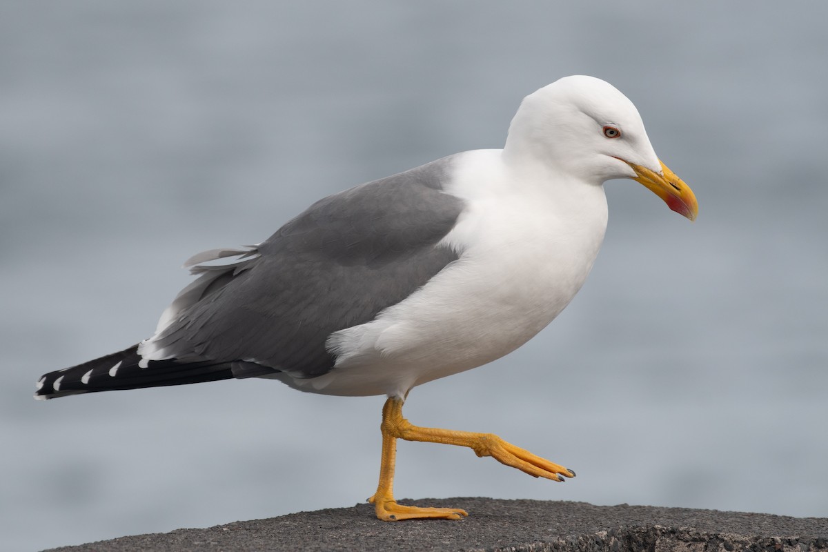 Yellow-legged Gull (atlantis) - ML615828571