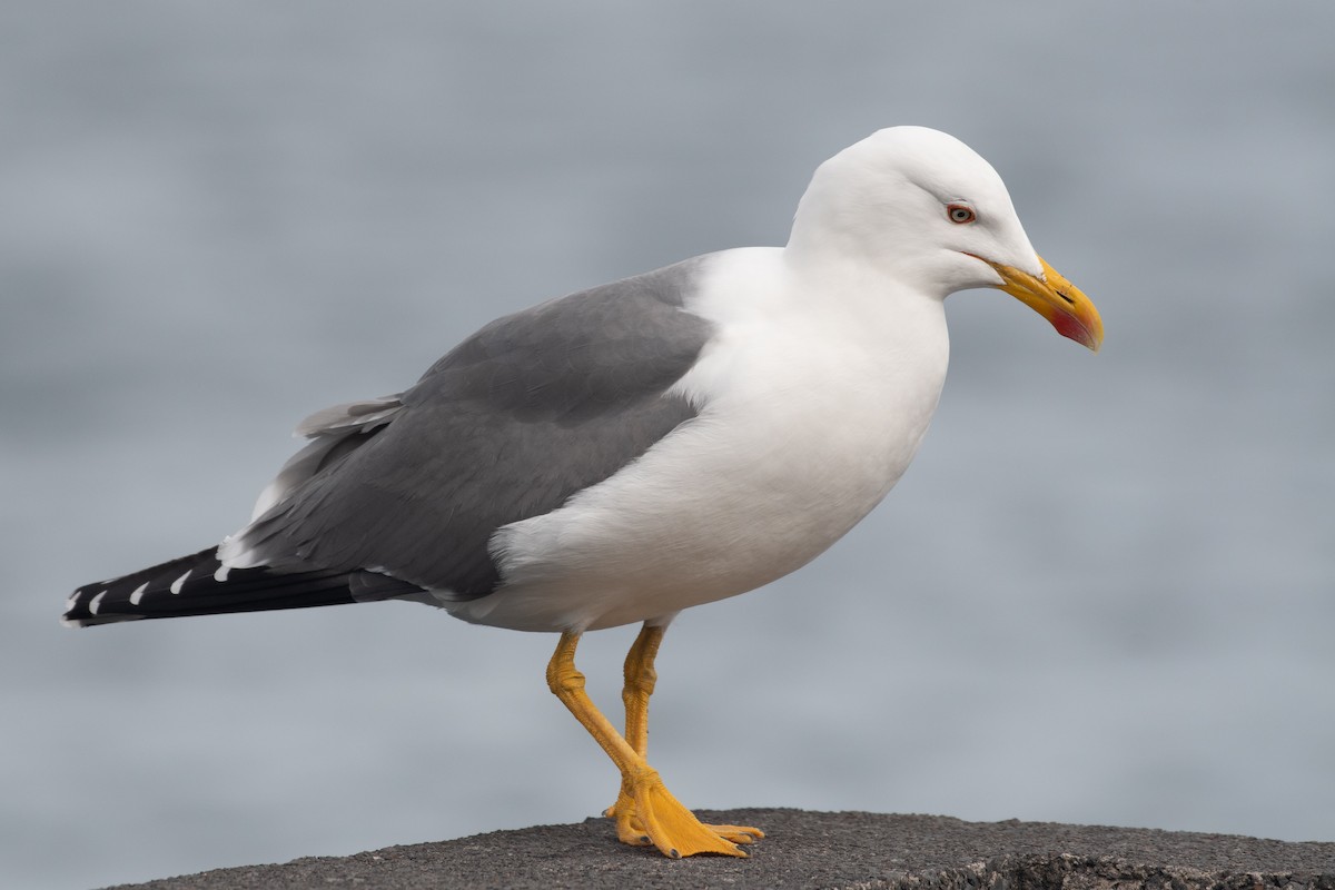 Yellow-legged Gull (atlantis) - ML615828572