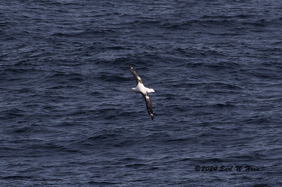Snowy Albatross - ML615828603