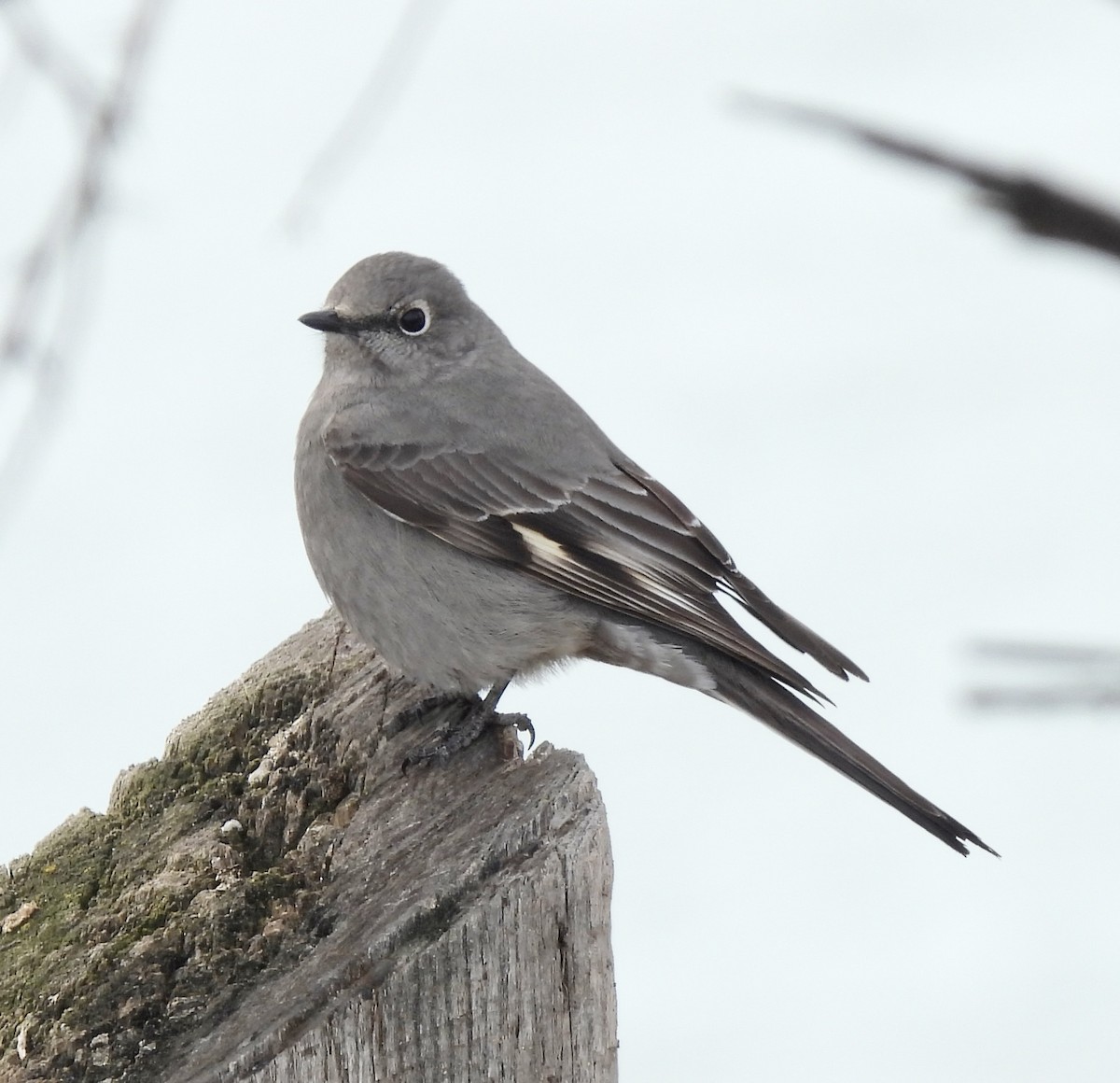 Townsend's Solitaire - ML615828673