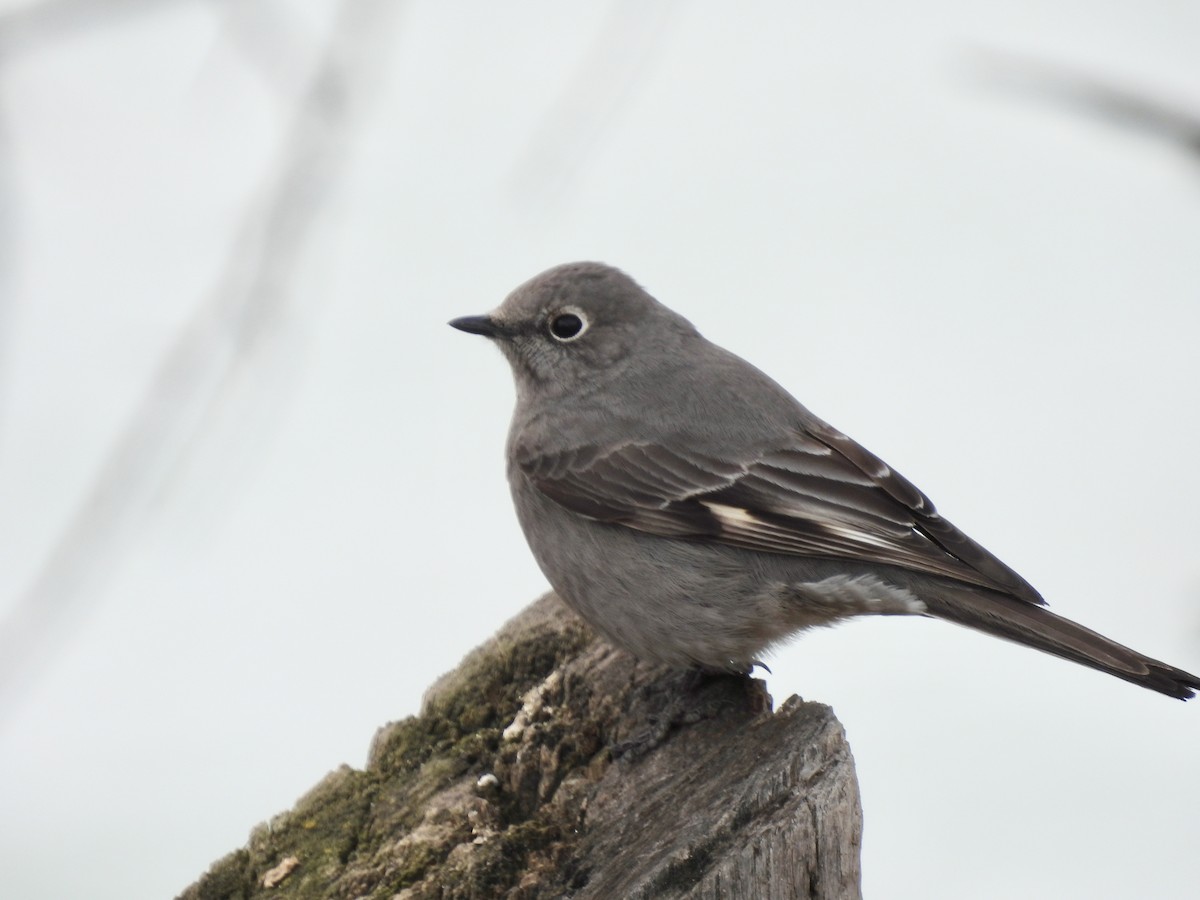 Townsend's Solitaire - ML615828674