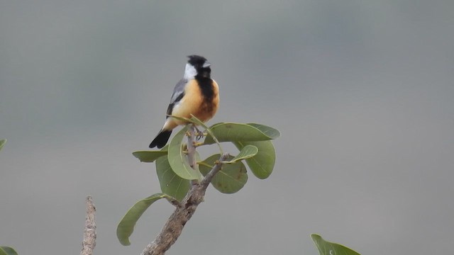 Coal-crested Finch - ML615828747