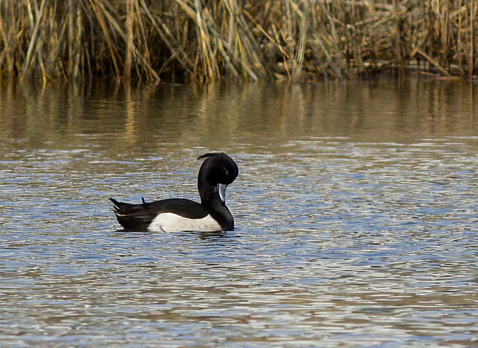 Tufted Duck - ML615828972