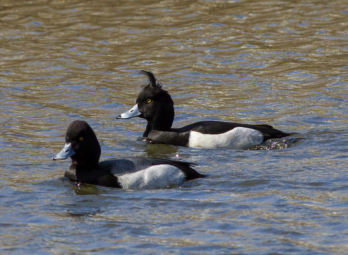 Tufted Duck - ML615828983