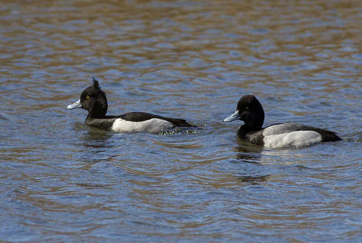 Tufted Duck - ML615828984