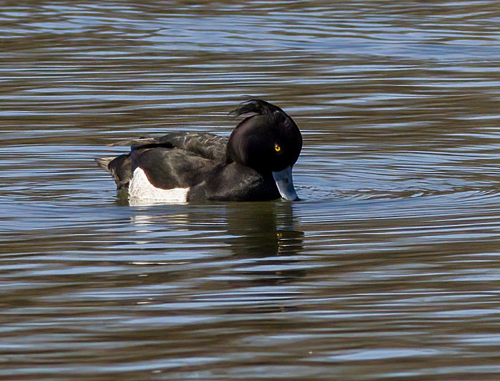 Tufted Duck - ML615828986