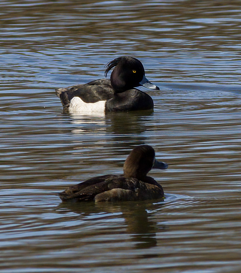 Tufted Duck - ML615828996