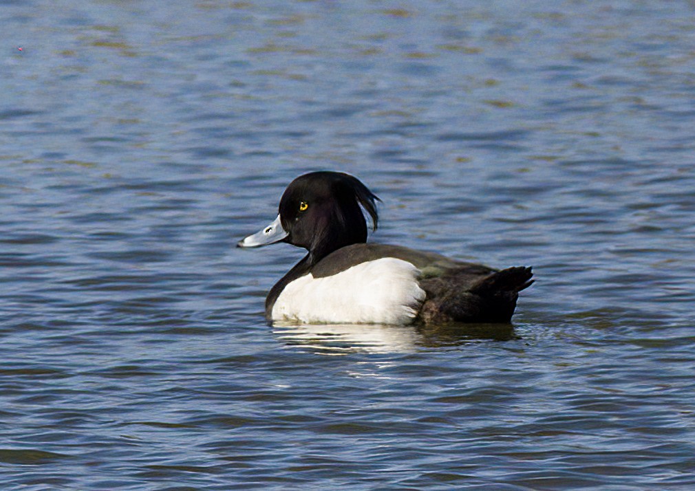 Tufted Duck - ML615829001