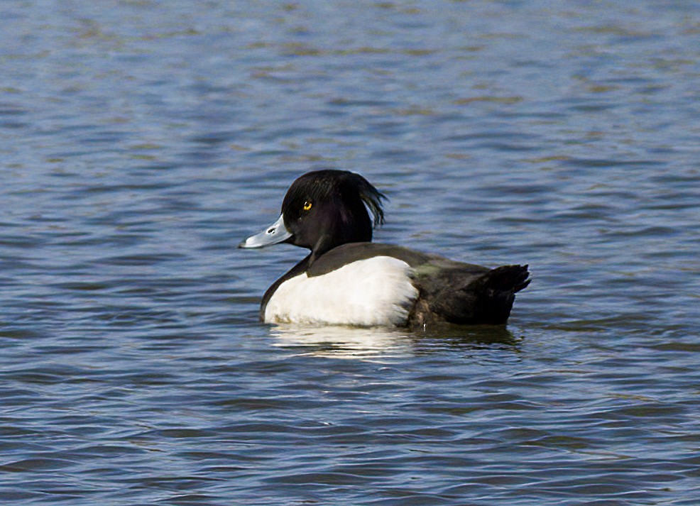 Tufted Duck - ML615829004