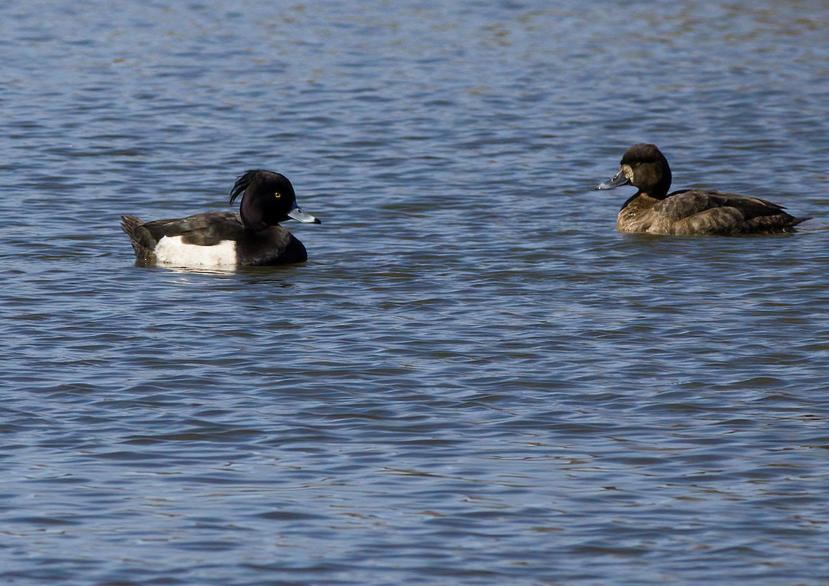 Tufted Duck - ML615829006