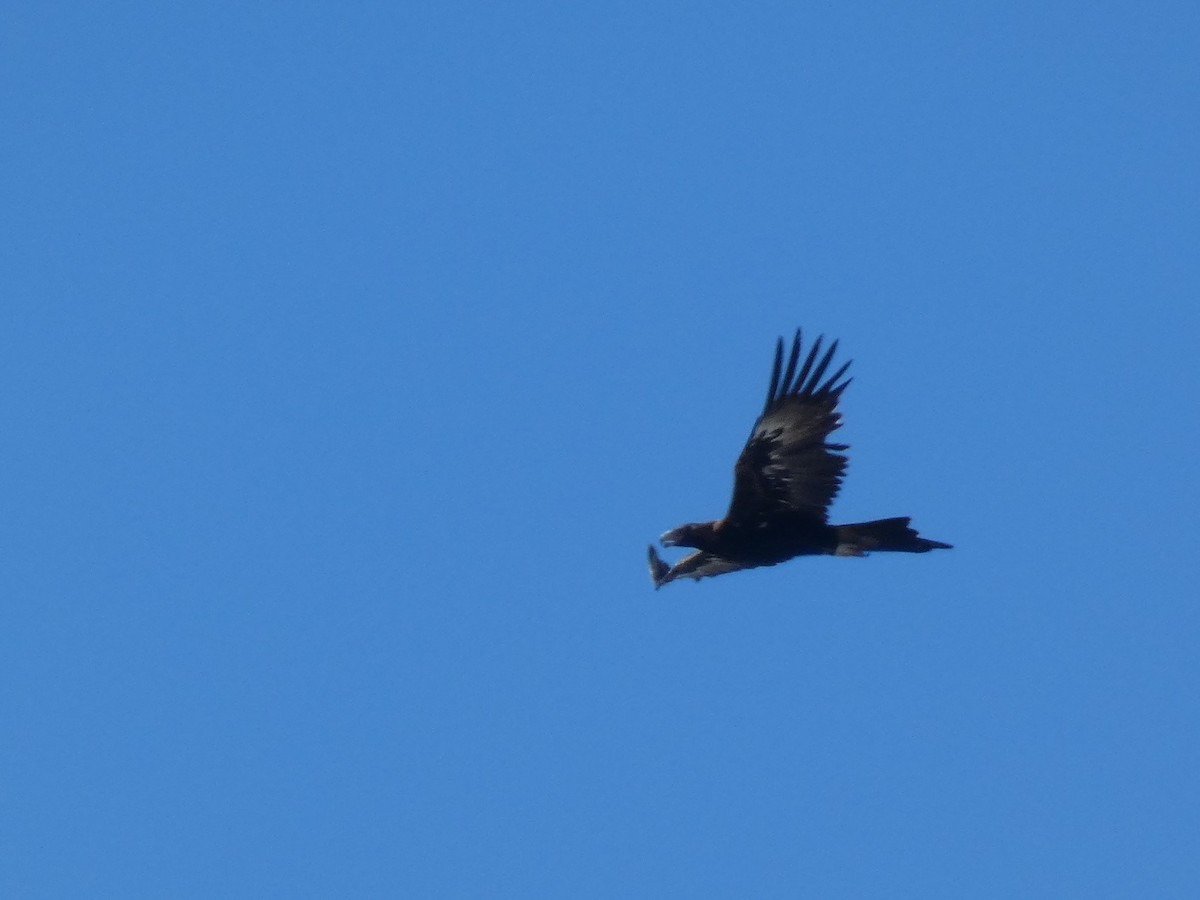 Wedge-tailed Eagle - ML615829245