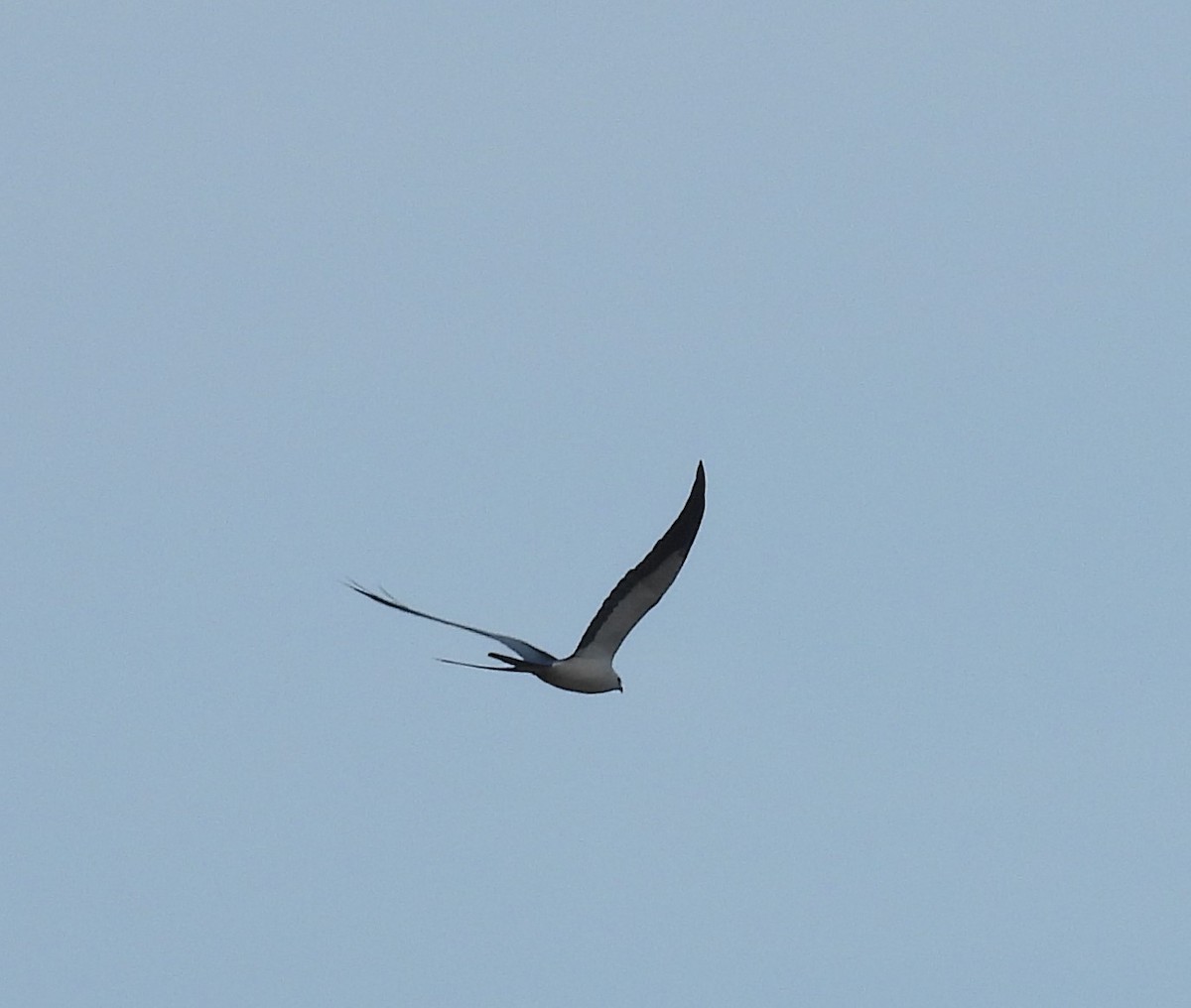 Swallow-tailed Kite - ML615829250
