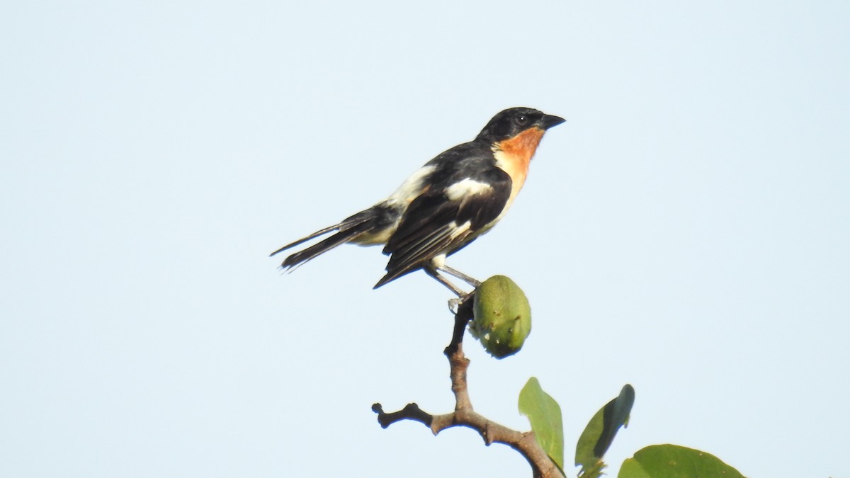 White-rumped Tanager - ML615829263