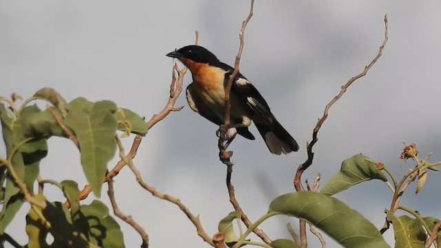 White-rumped Tanager - ML615829268