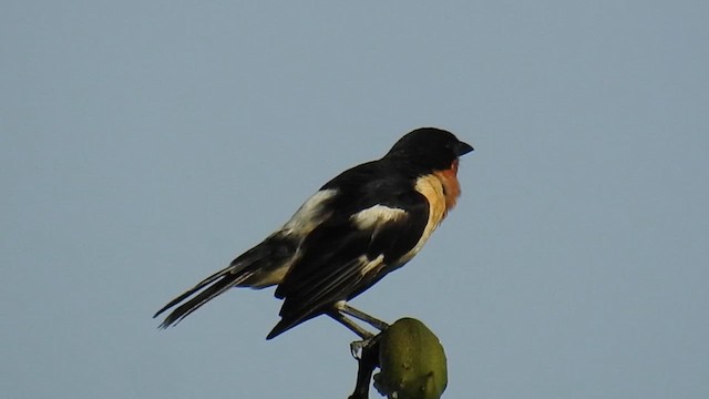 White-rumped Tanager - ML615829269