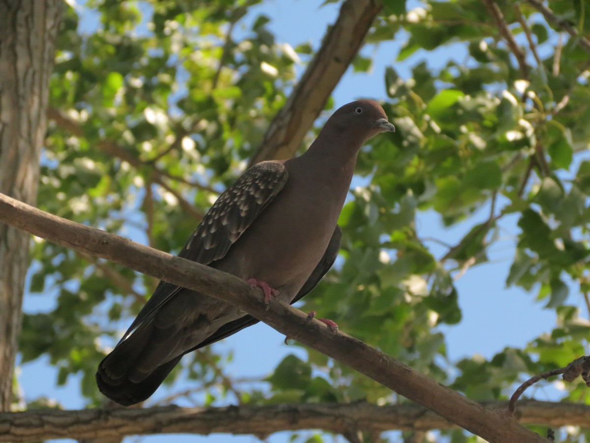Spot-winged Pigeon - ML615829306