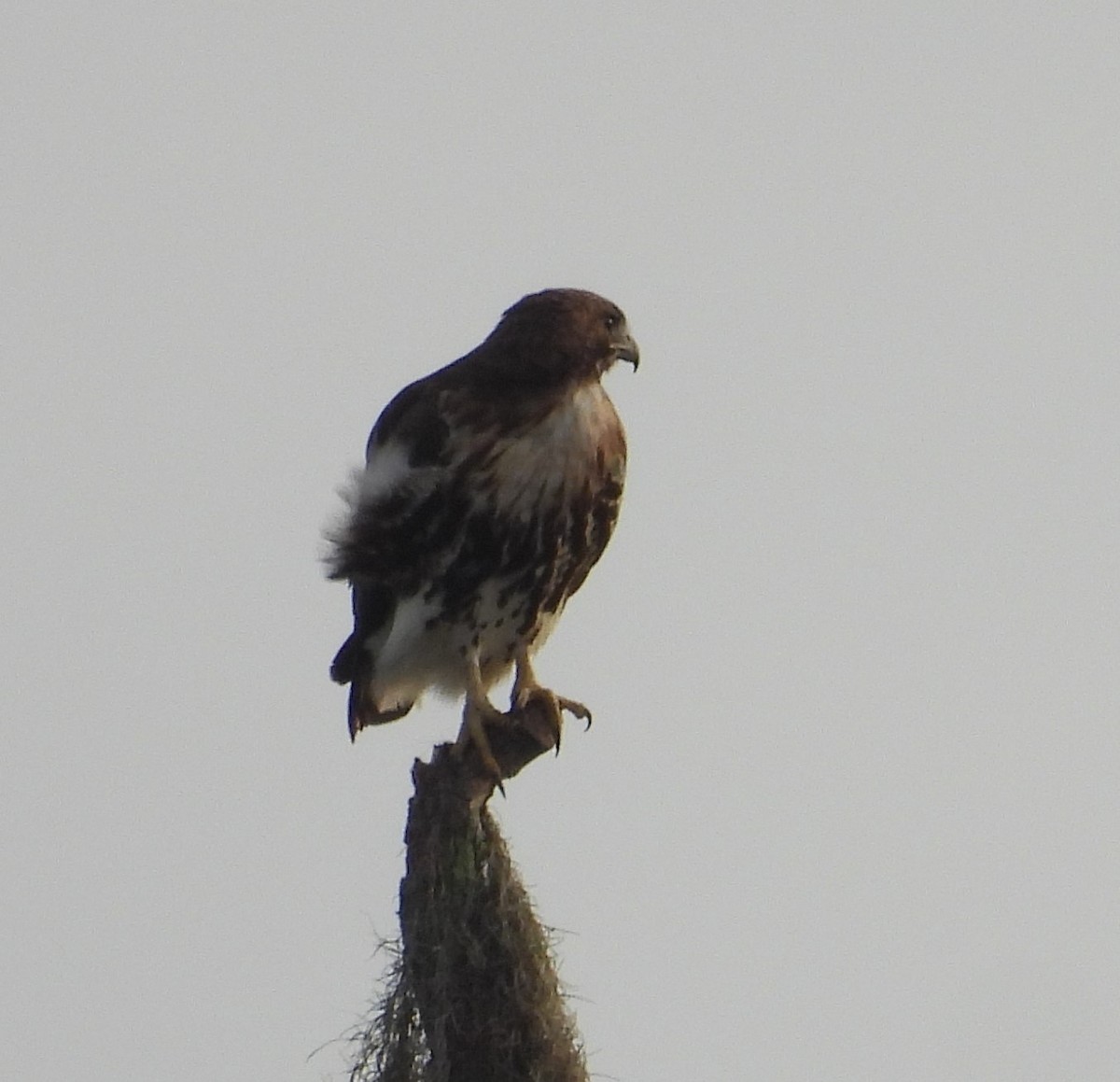 Red-tailed Hawk - ML615829338