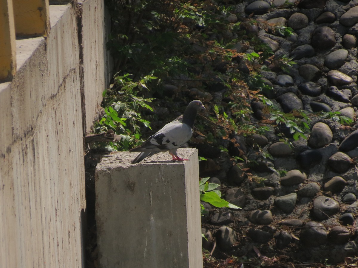 Rock Pigeon (Feral Pigeon) - ML615829393
