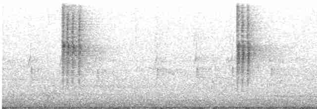Gray-bellied Tesia - ML615829969
