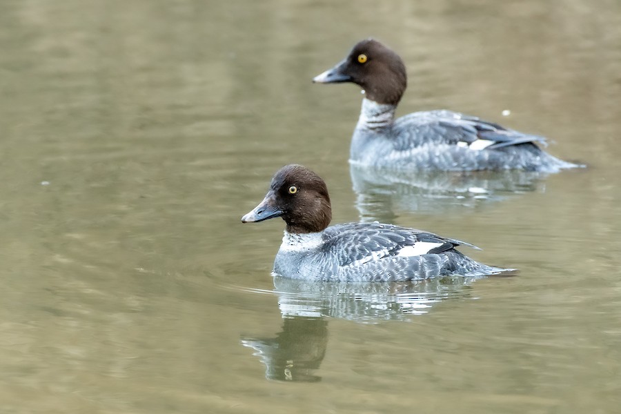 Common Goldeneye at Abbotsford--Willband Creek Park by Randy Walker