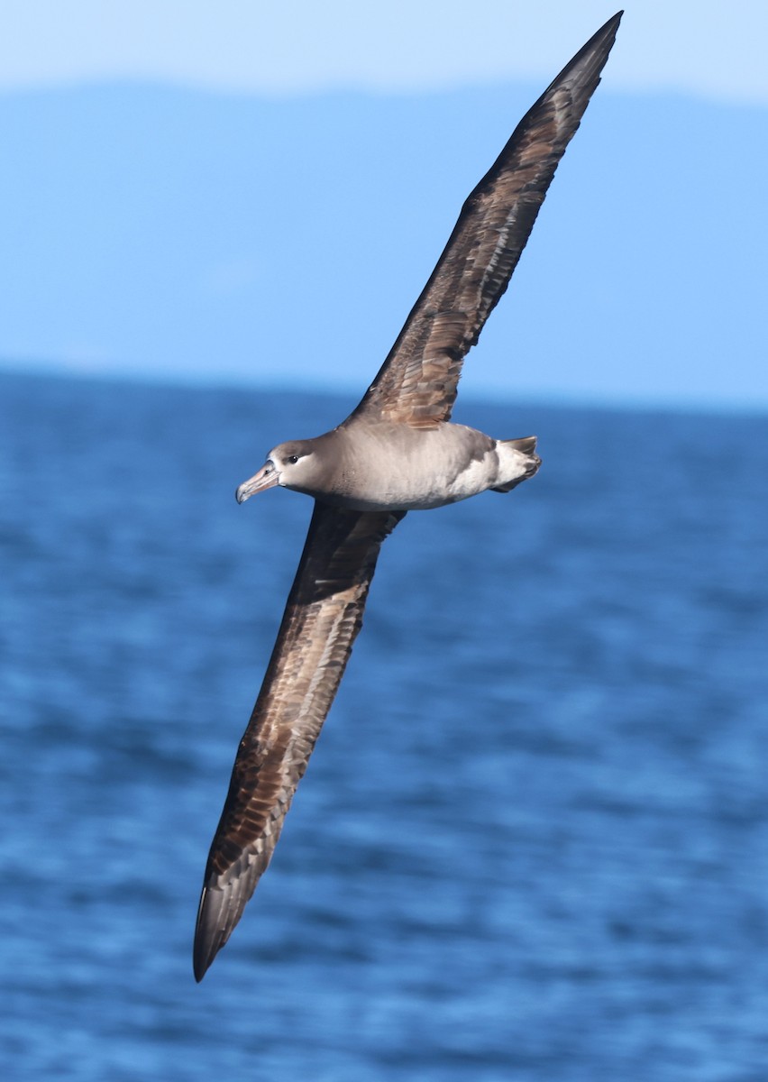 Черноногий альбатрос - ML615829996