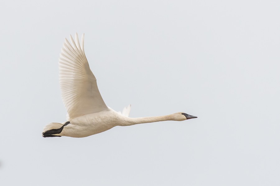 Trumpeter Swan at Abbotsford--Willband Creek Park by Randy Walker