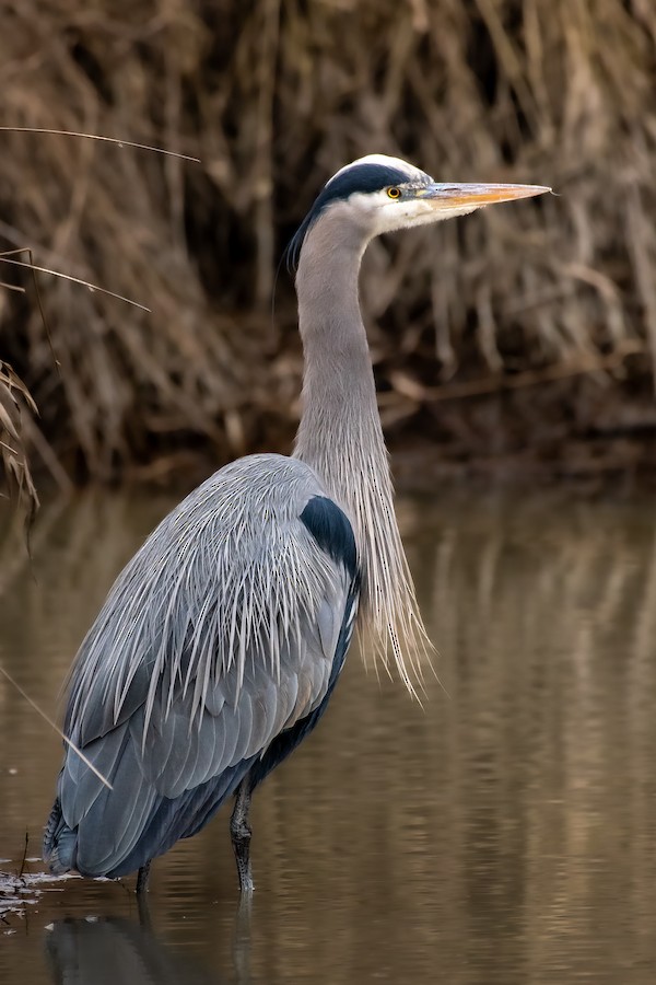 Great Blue Heron at Abbotsford--Willband Creek Park by Randy Walker
