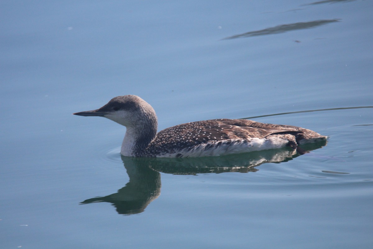 Red-throated Loon - ML615830022