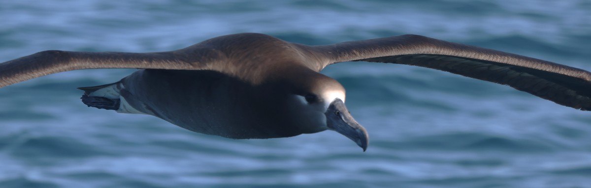 albatros černonohý - ML615830059