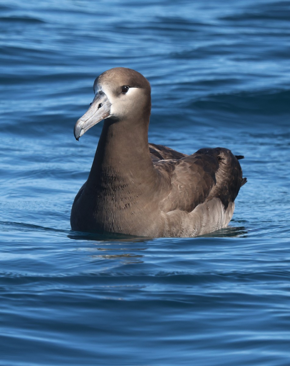 Albatros à pieds noirs - ML615830071