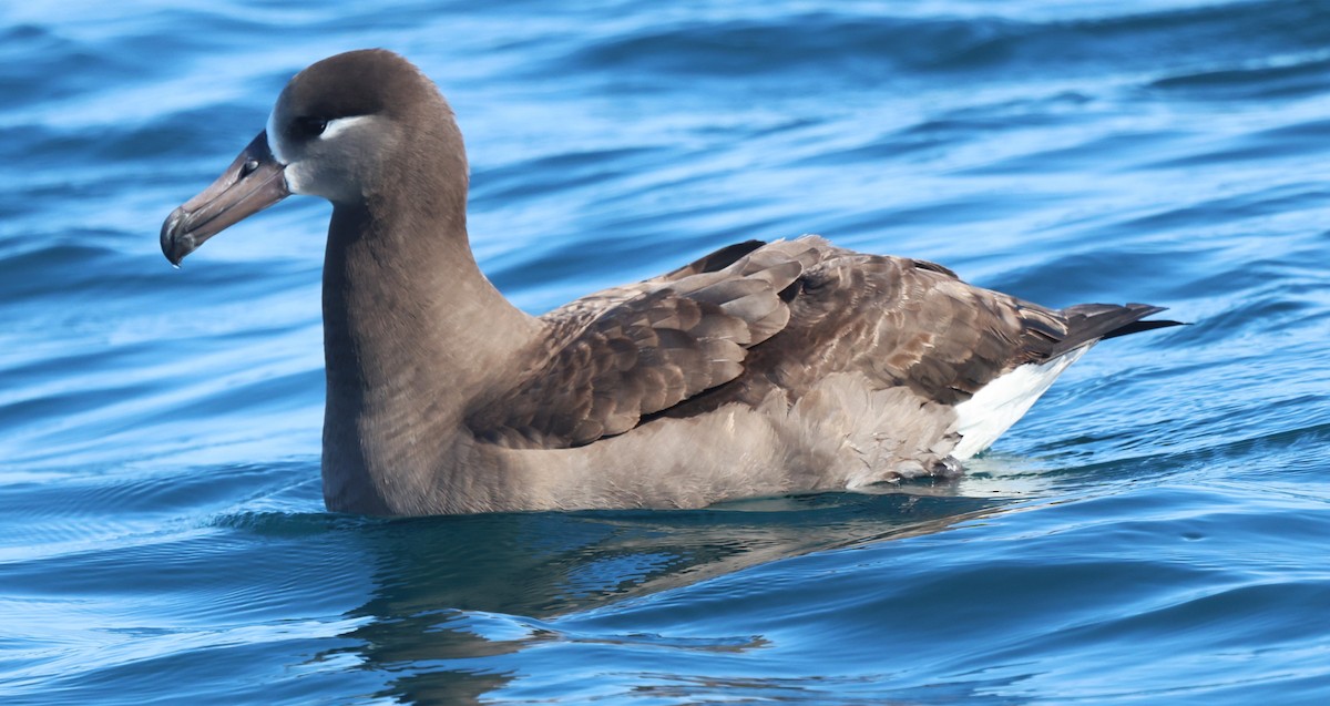 albatros černonohý - ML615830218