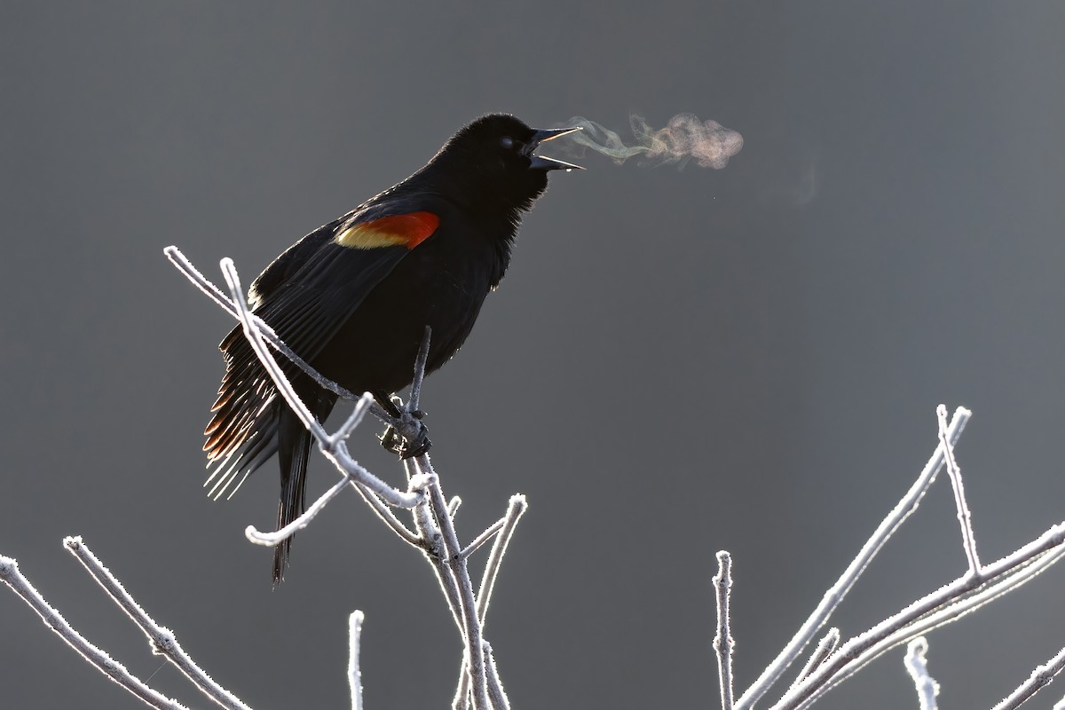 Red-winged Blackbird (Red-winged) - ML615830320