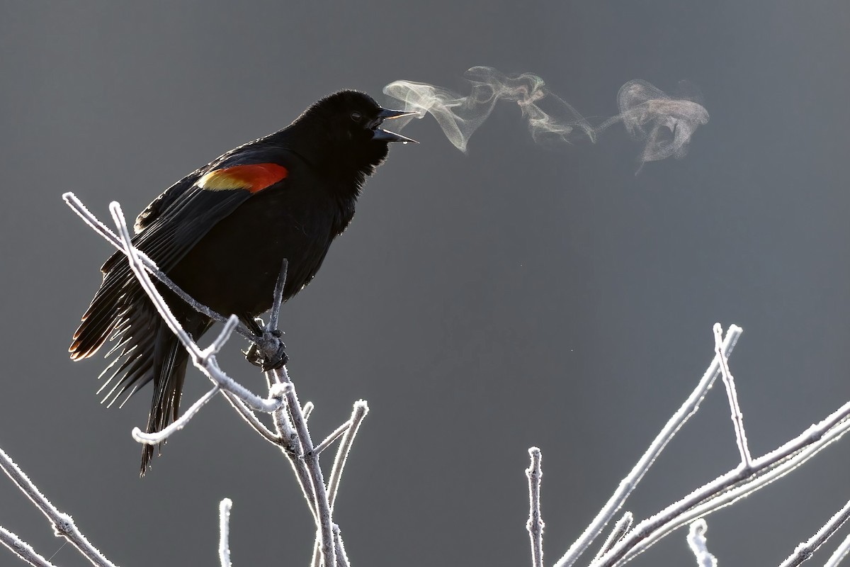 Red-winged Blackbird (Red-winged) - ML615830321