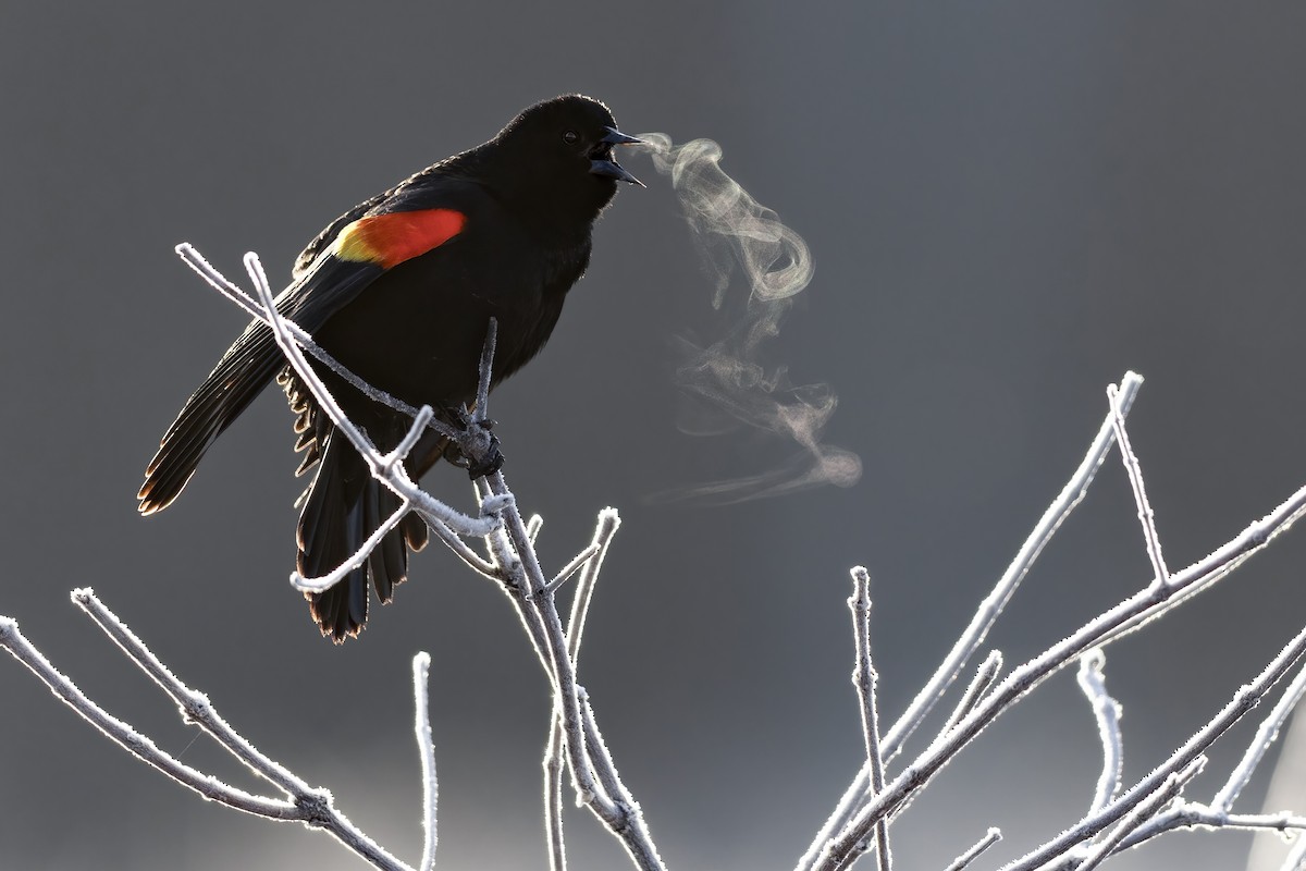 Red-winged Blackbird (Red-winged) - ML615830322