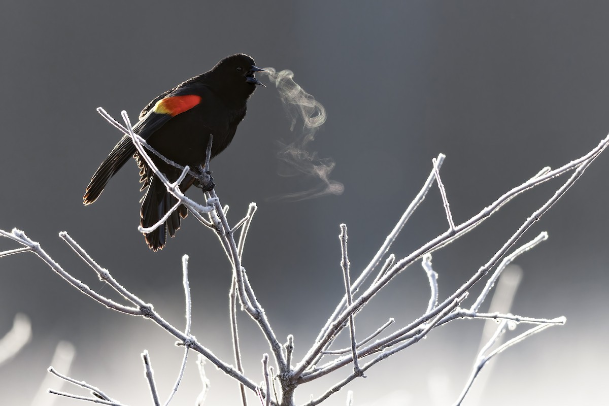 Red-winged Blackbird (Red-winged) - ML615830323