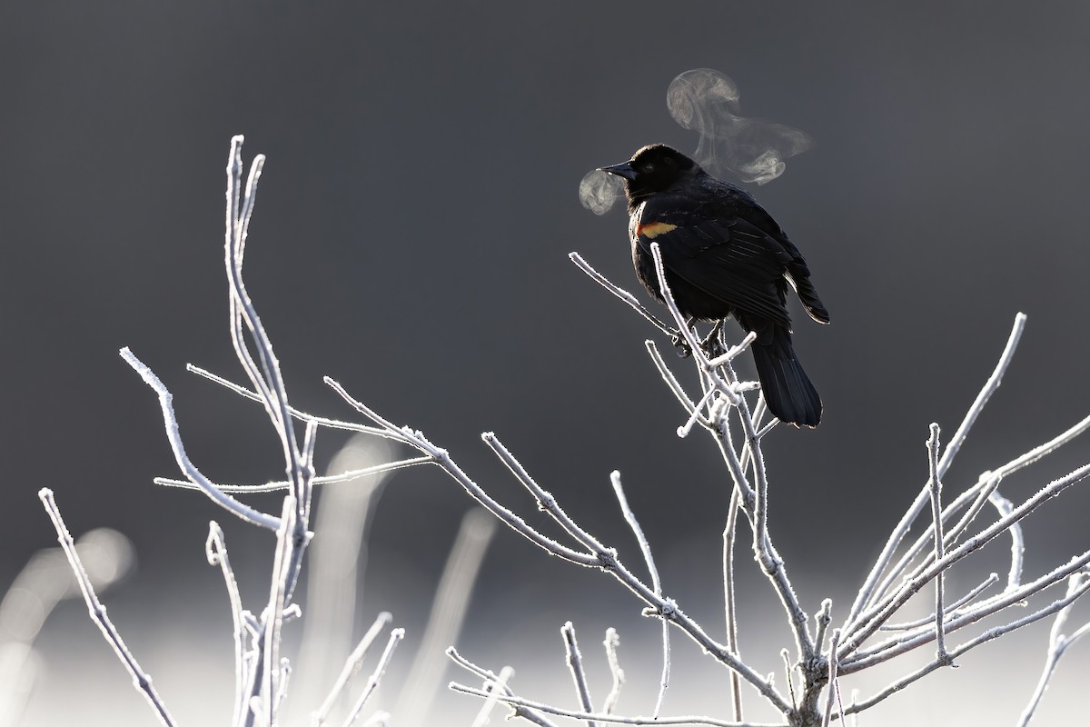 Red-winged Blackbird (Red-winged) - ML615830324
